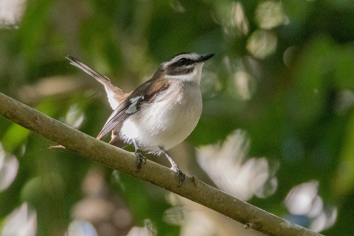 hvitbrynflueskvett - ML646745740