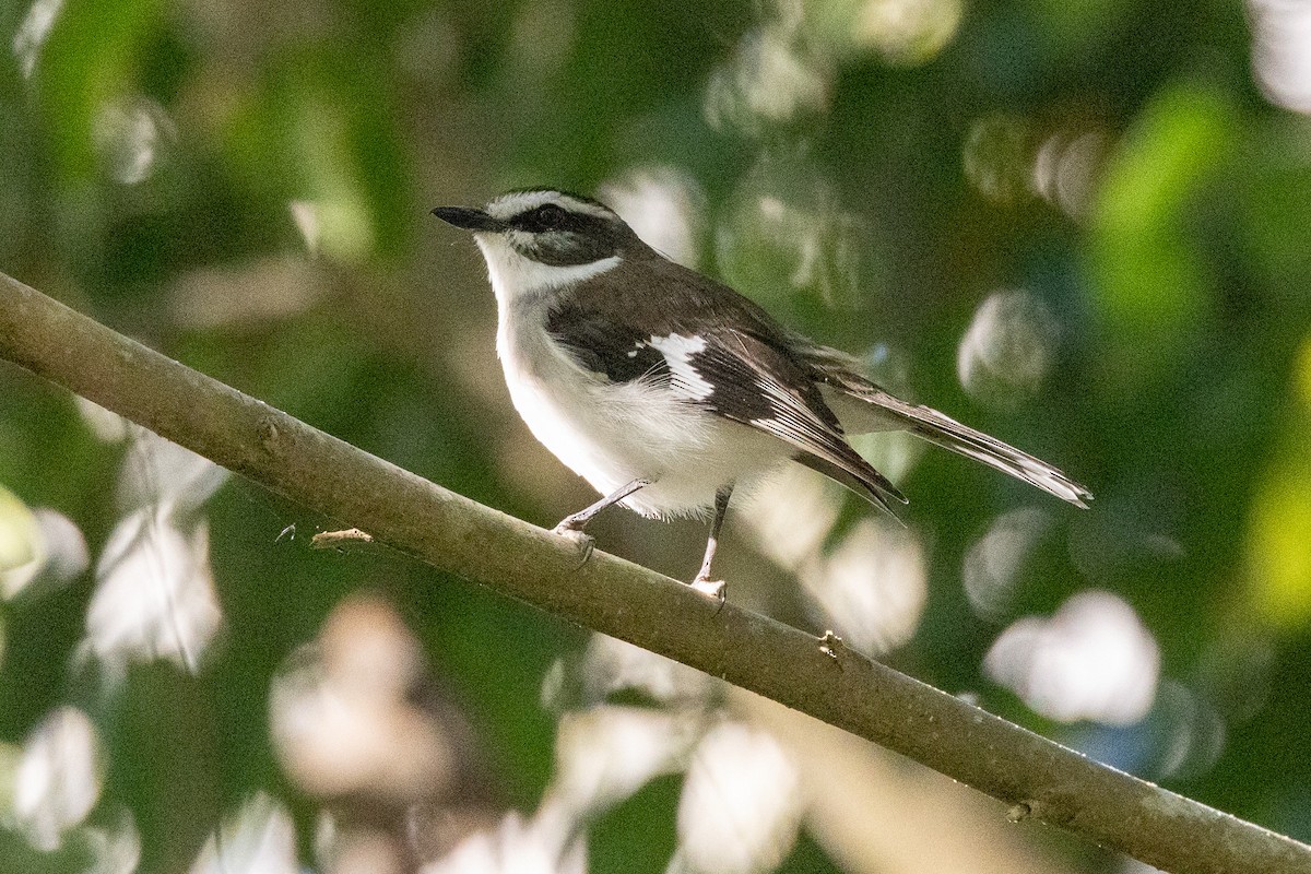 hvitbrynflueskvett - ML646745741