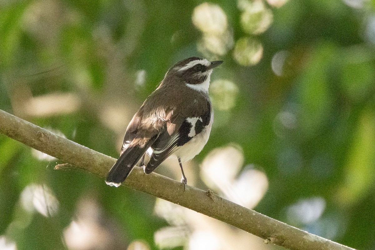 hvitbrynflueskvett - ML646745742