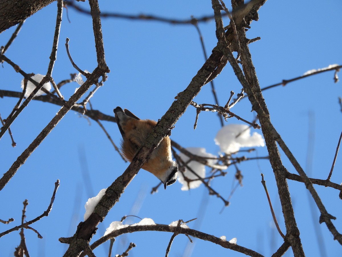 Rotbrustkleiber - ML646745743