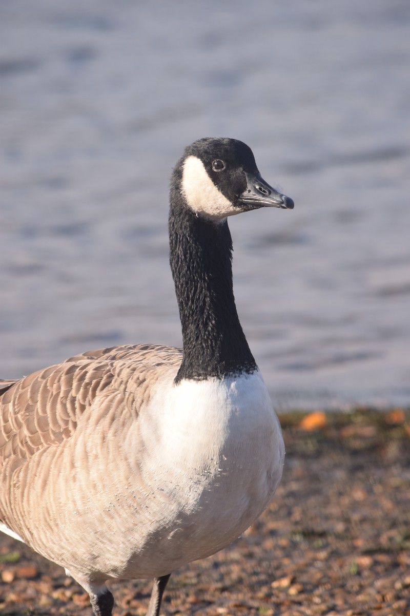 kanadagås - ML646745744