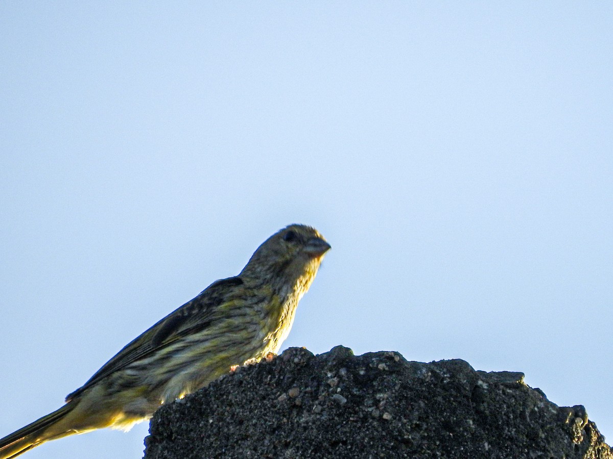 safranspurv - ML646745745