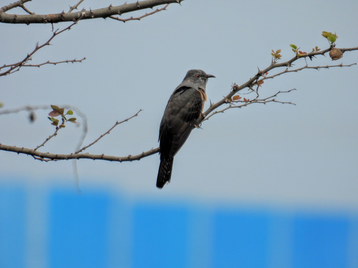 Plaintive Cuckoo - ML646745746