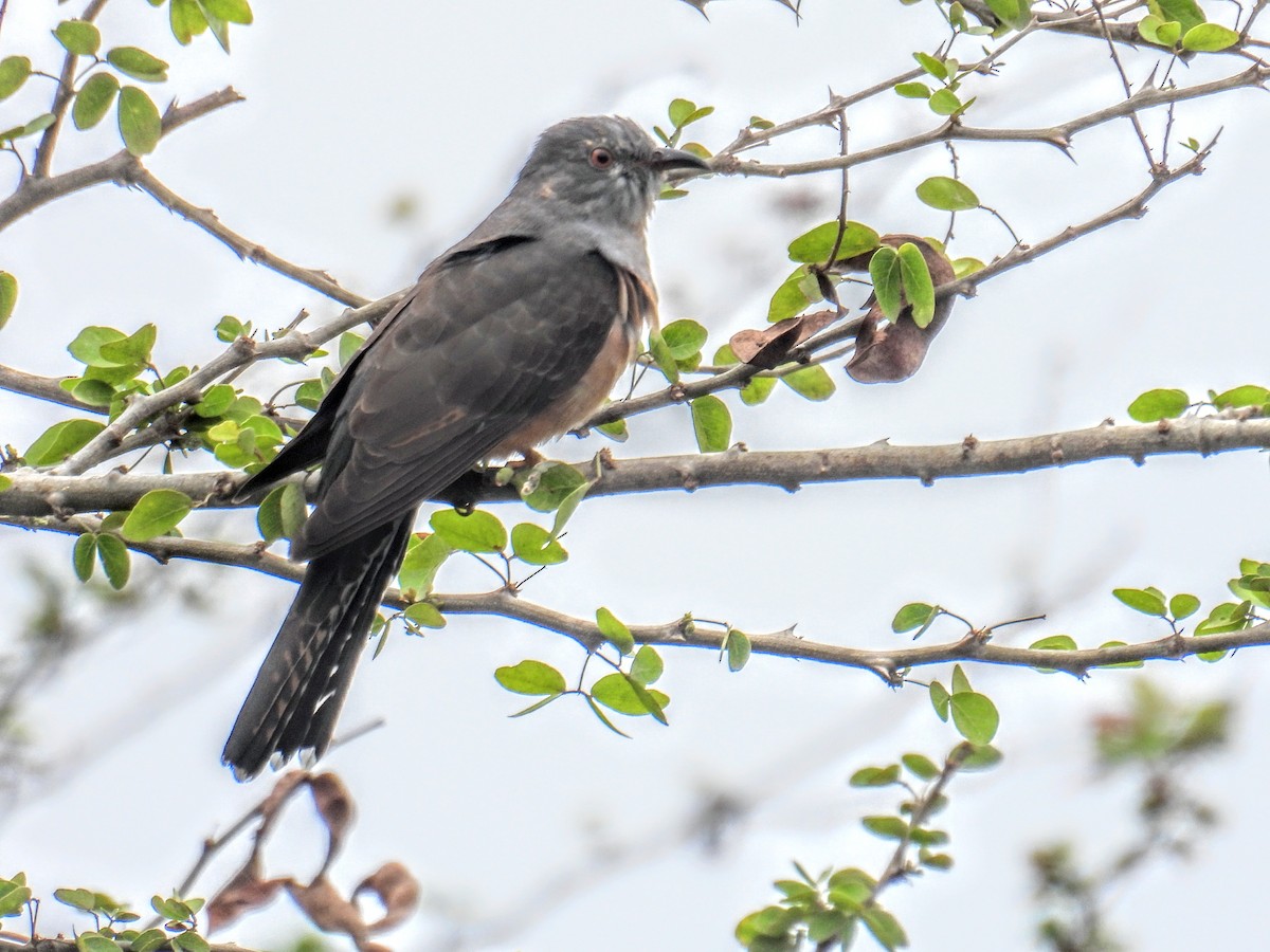 Plaintive Cuckoo - ML646745747