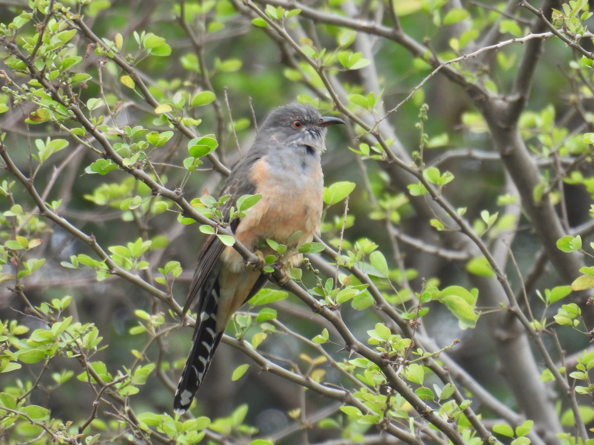 Plaintive Cuckoo - ML646745748