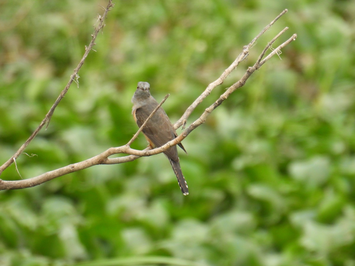 Plaintive Cuckoo - ML646745749
