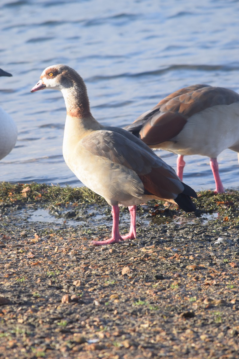 niland - ML646745752