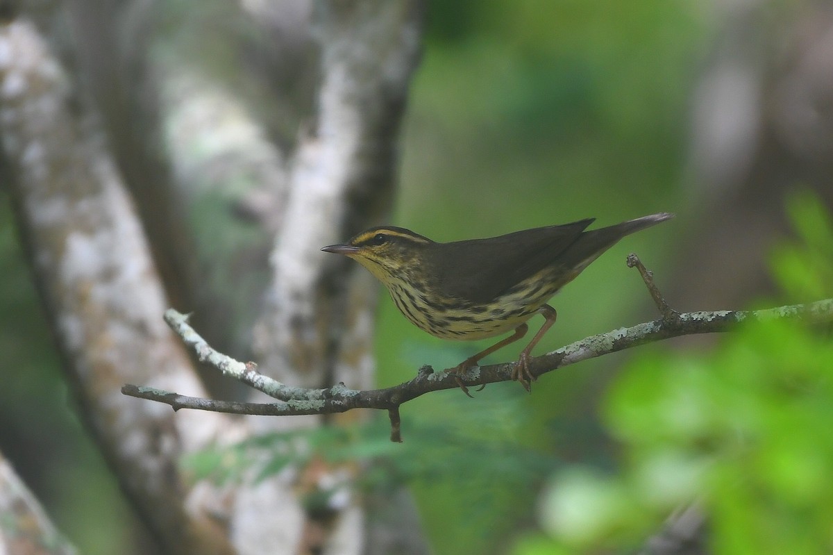 vannparula - ML646745753