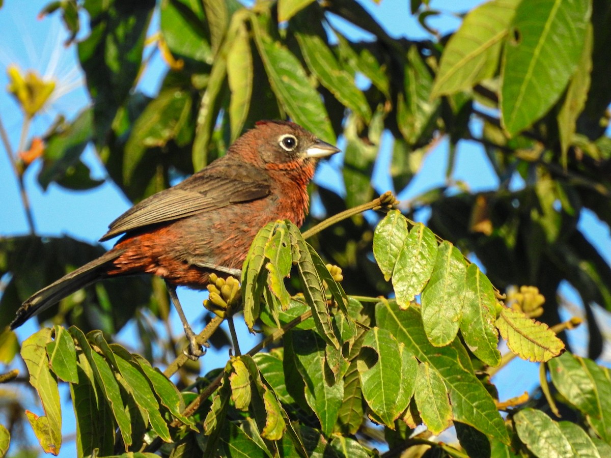 rødgnistspurv - ML646745755