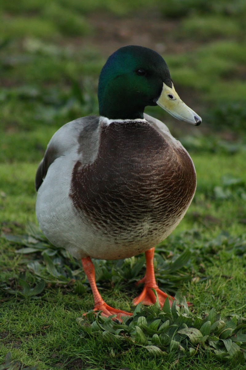 stokkand - ML646745757