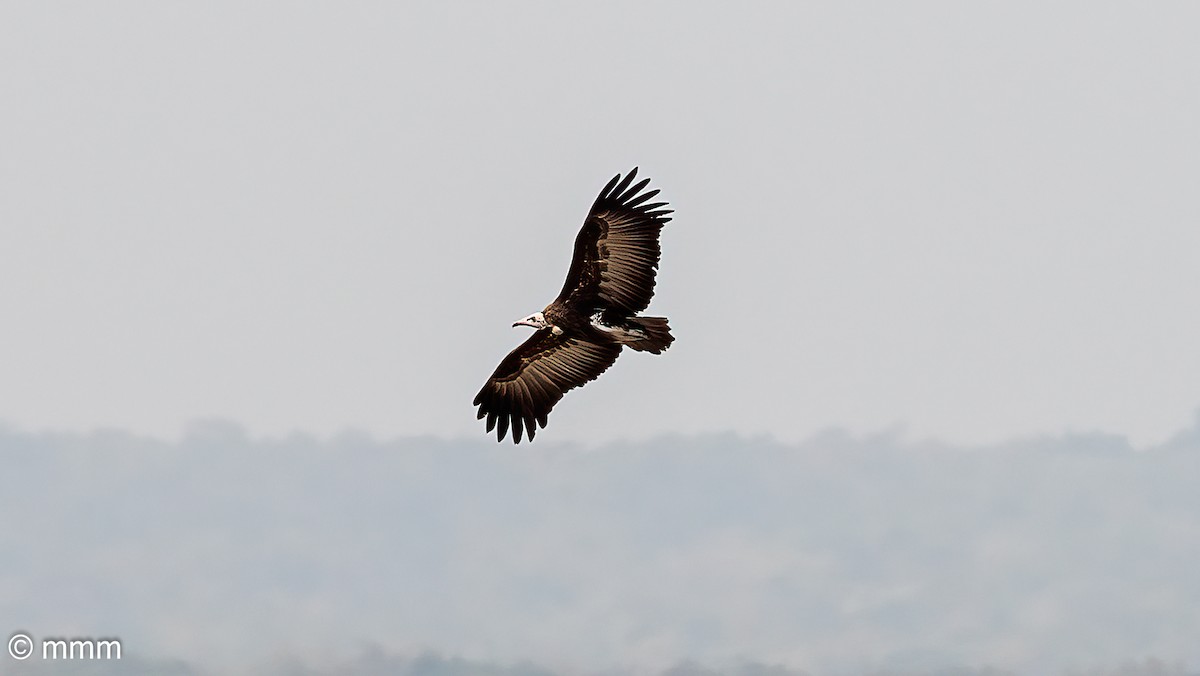 hettegribb - ML646745759