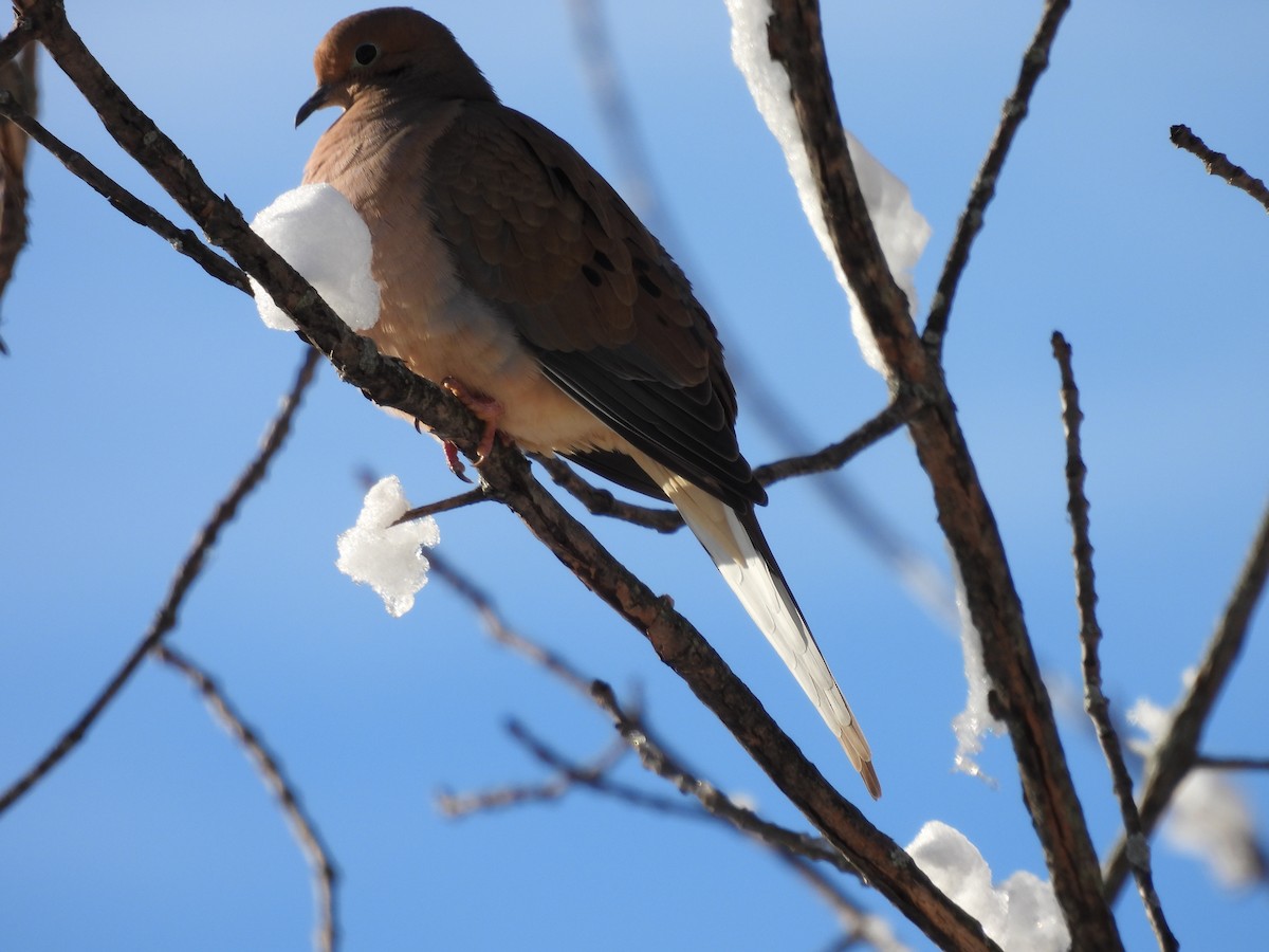 Carolinataube - ML646745767