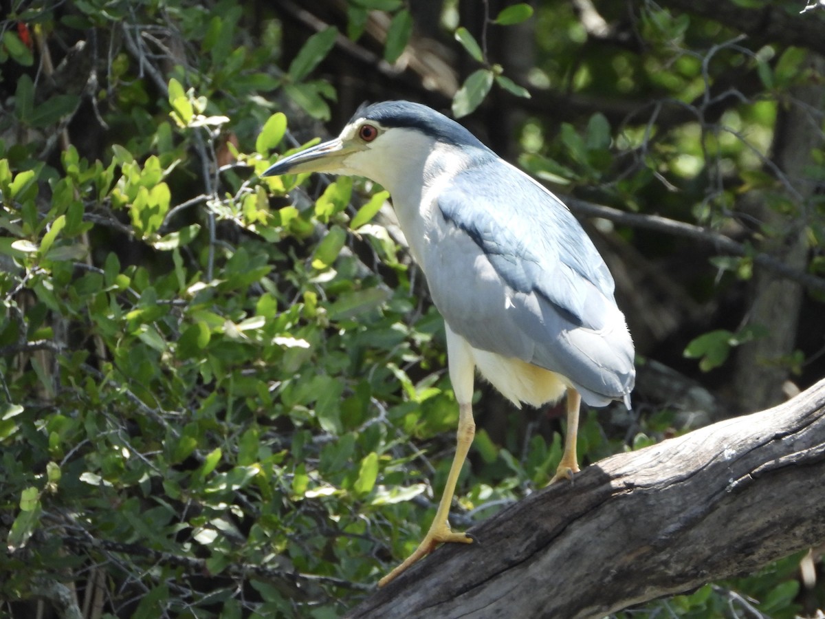 Black-crowned Night Heron - ML646745769