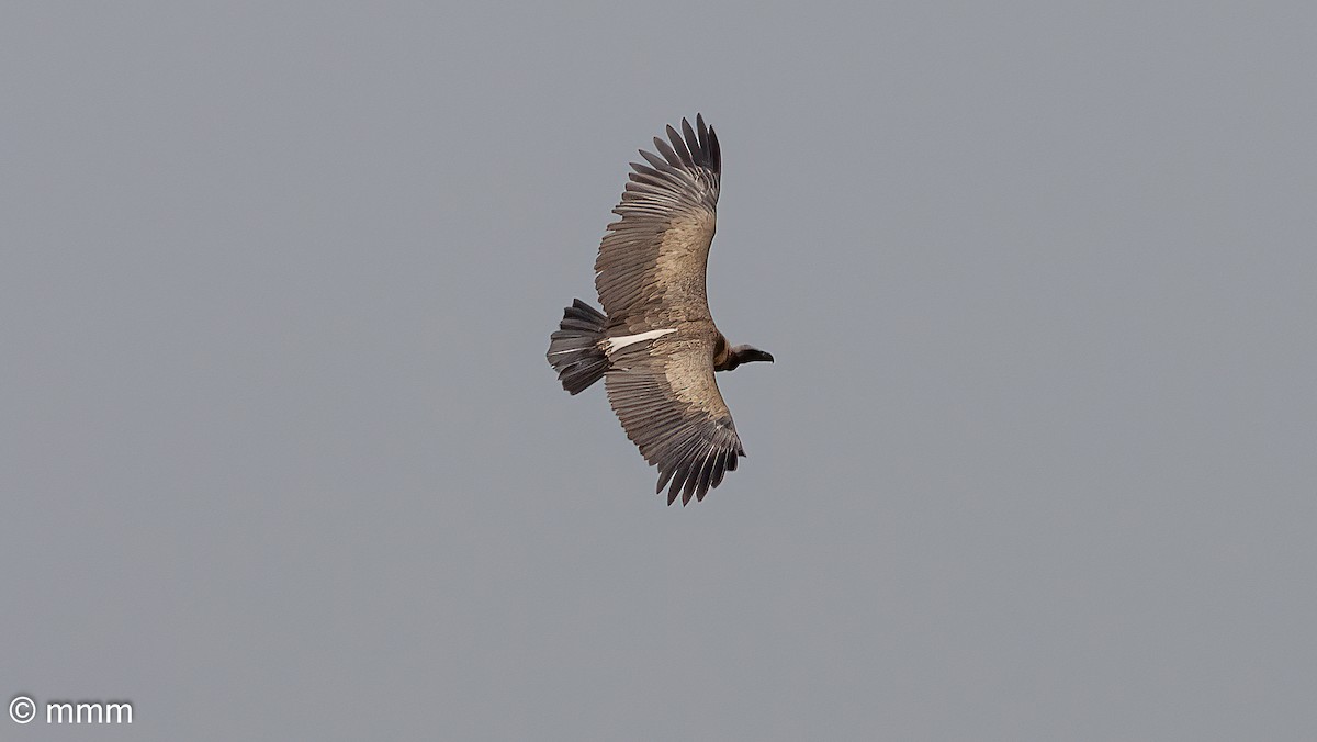 Buitre Dorsiblanco Africano - ML646745771