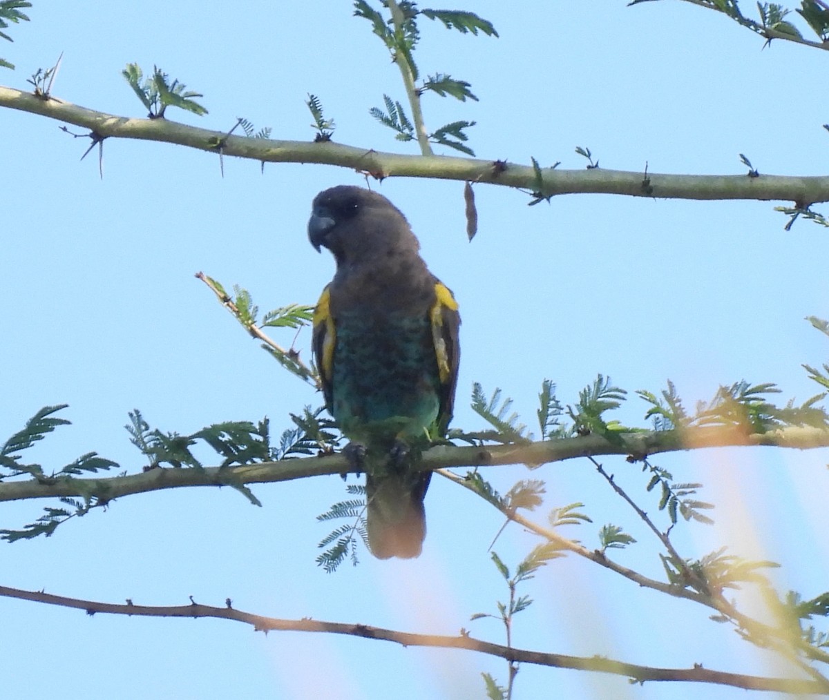 Meyer's Parrot - ML646745777