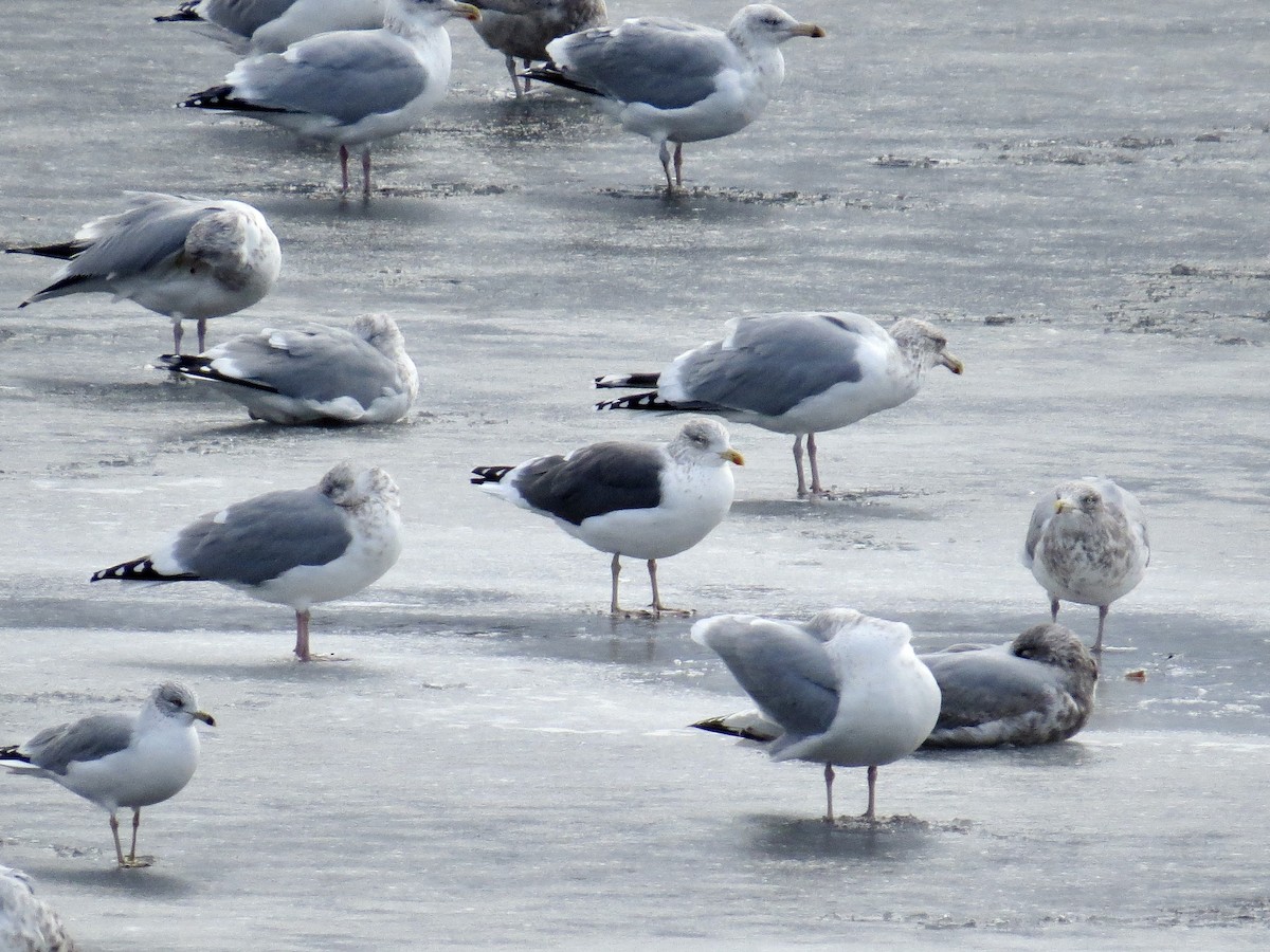 Kara Sırtlı Martı - ML646745781