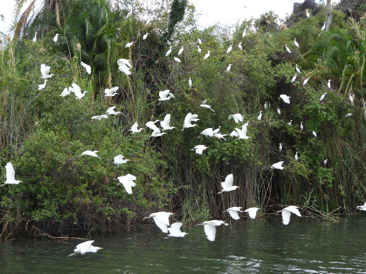 Western Cattle-Egret - ML646745784