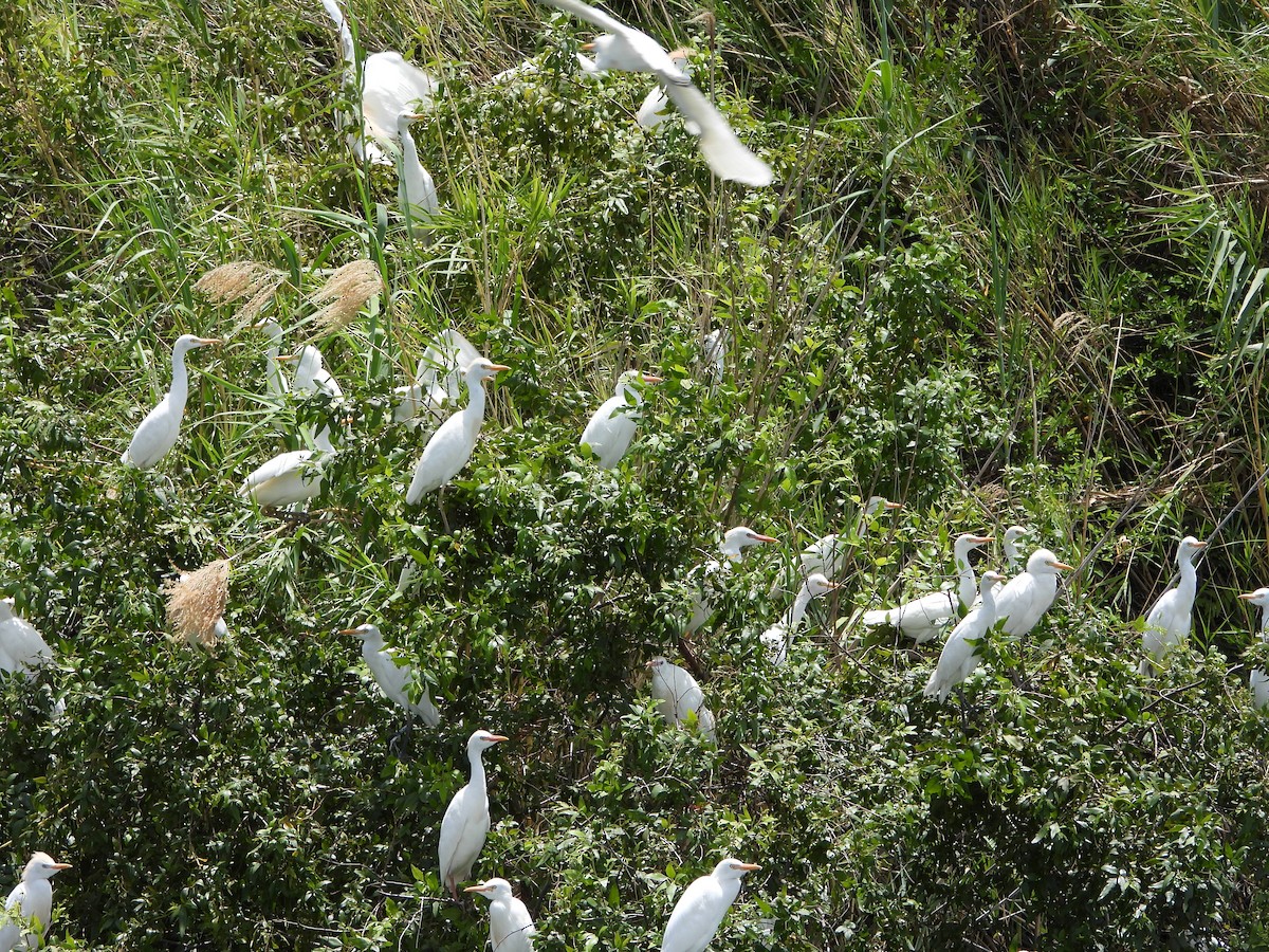 Western Cattle-Egret - ML646745785