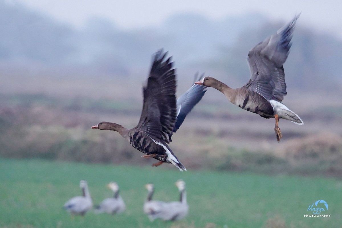 Greater White-fronted Goose - ML646745798