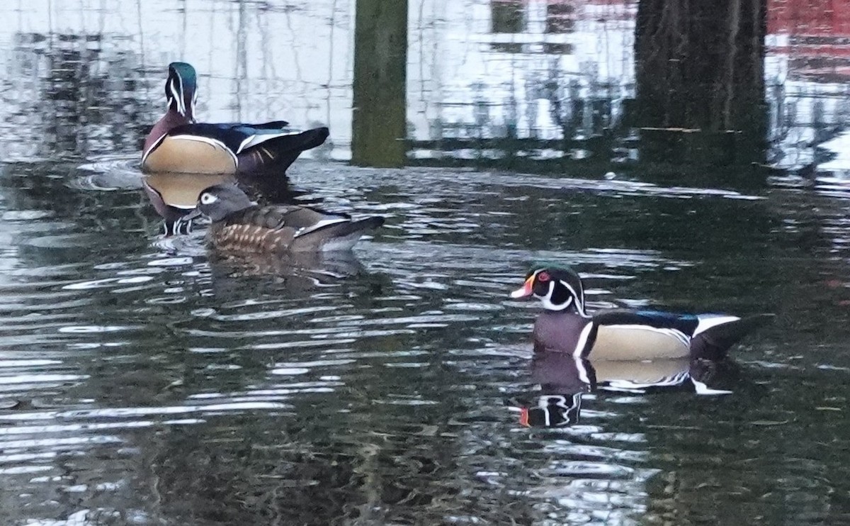 Canard branchu - ML646745799