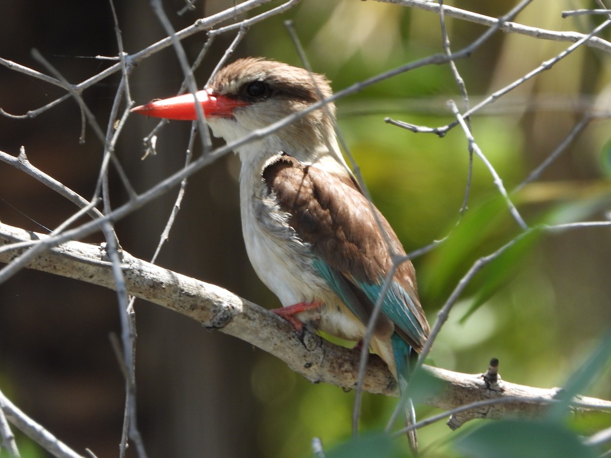 Brown-hooded Kingfisher - ML646745801
