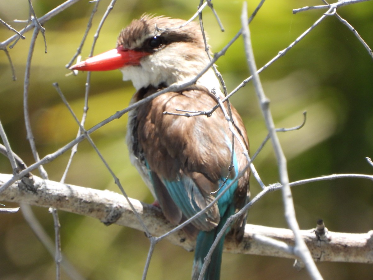Brown-hooded Kingfisher - ML646745802