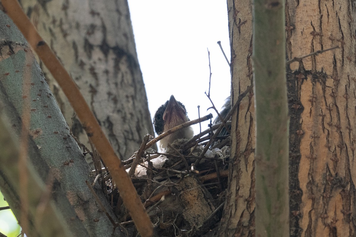 Azure-winged Magpie - ML646745803