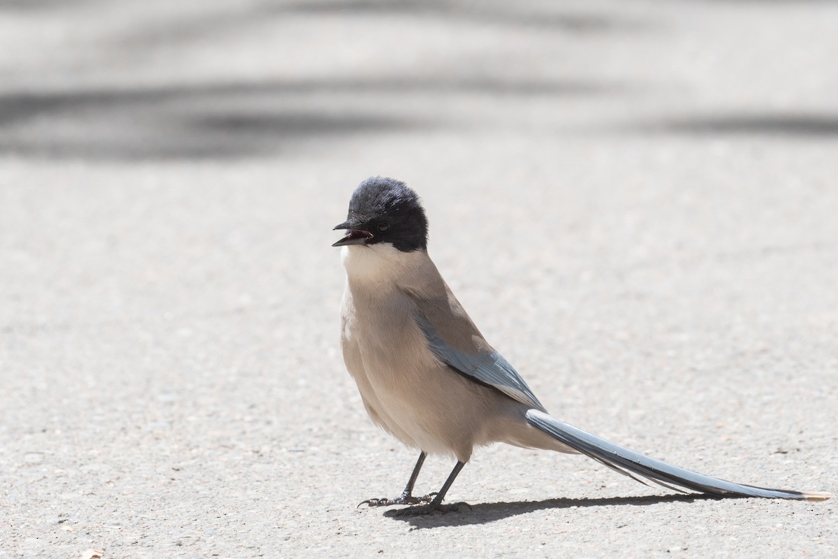 Azure-winged Magpie - ML646745804