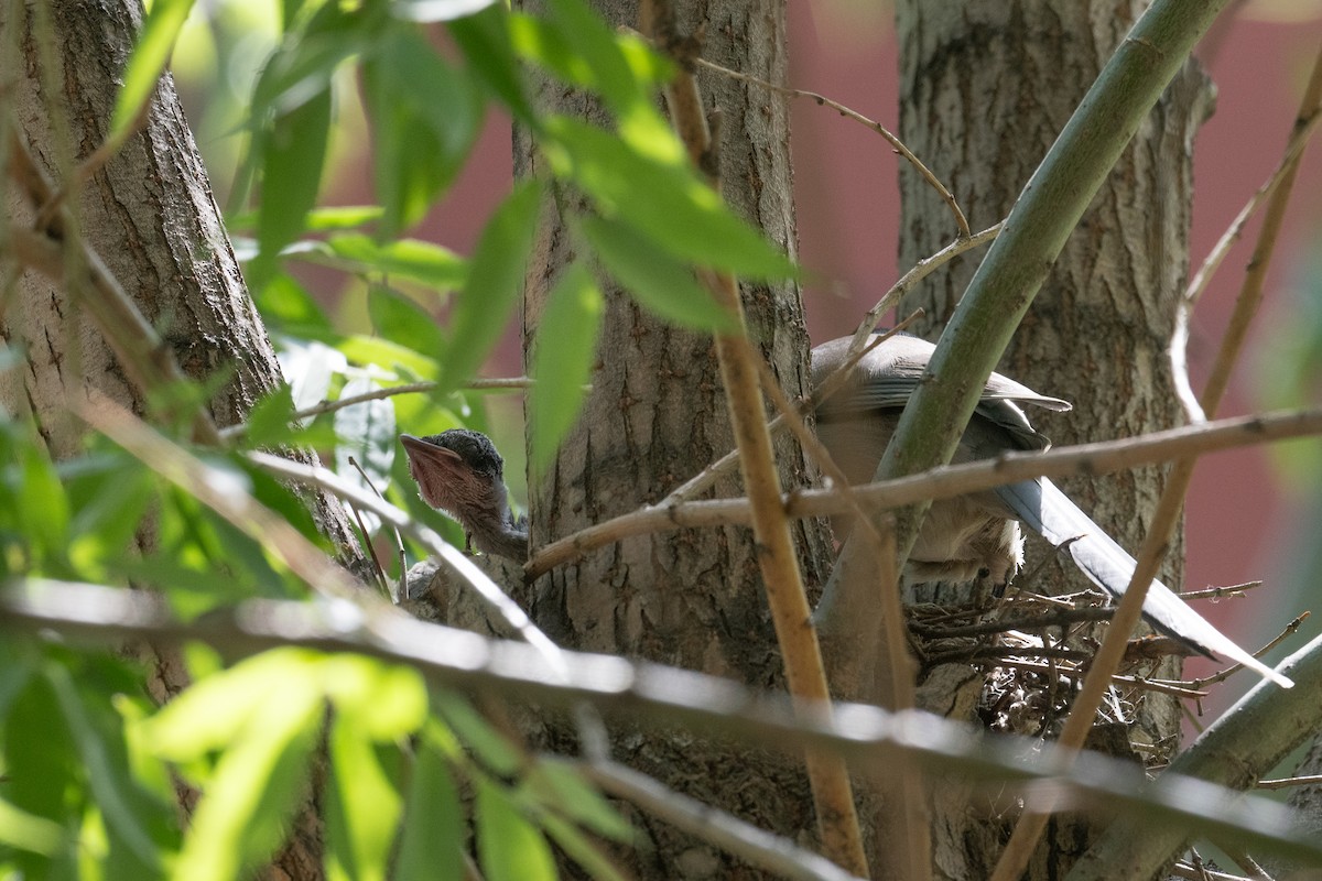 Azure-winged Magpie - ML646745805