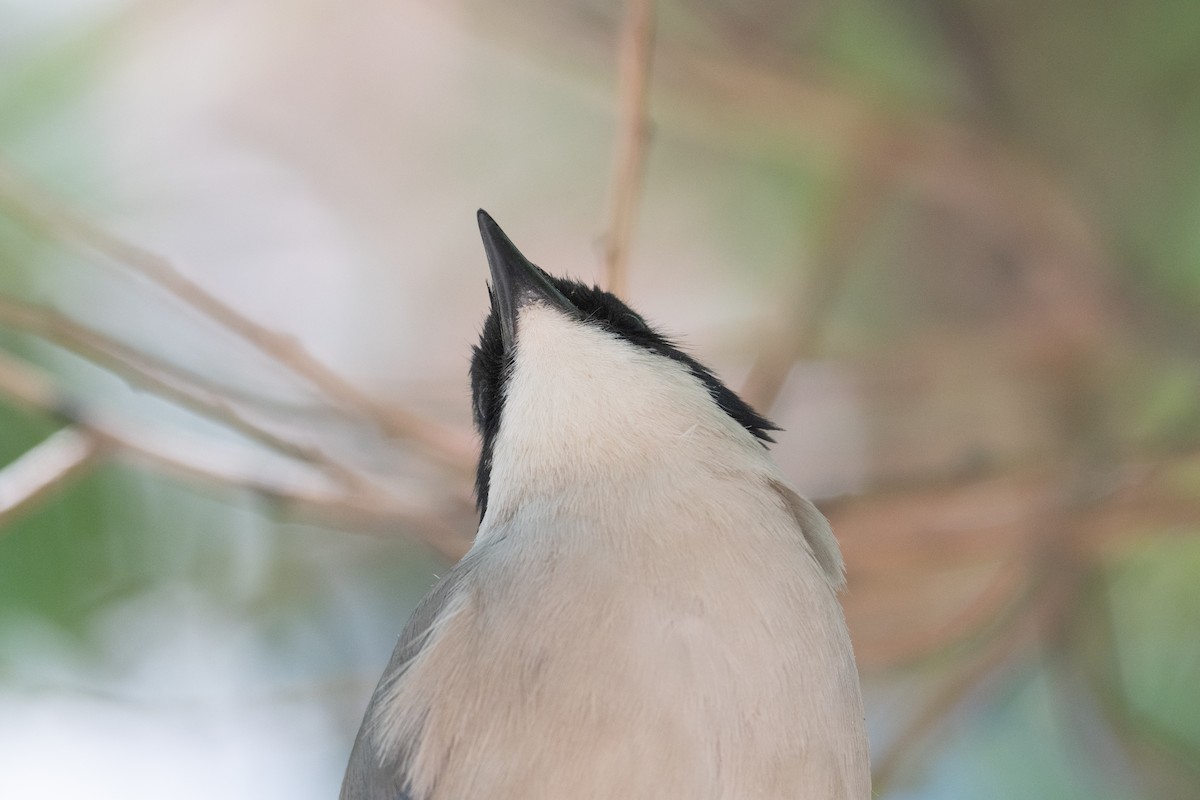Azure-winged Magpie - ML646745806