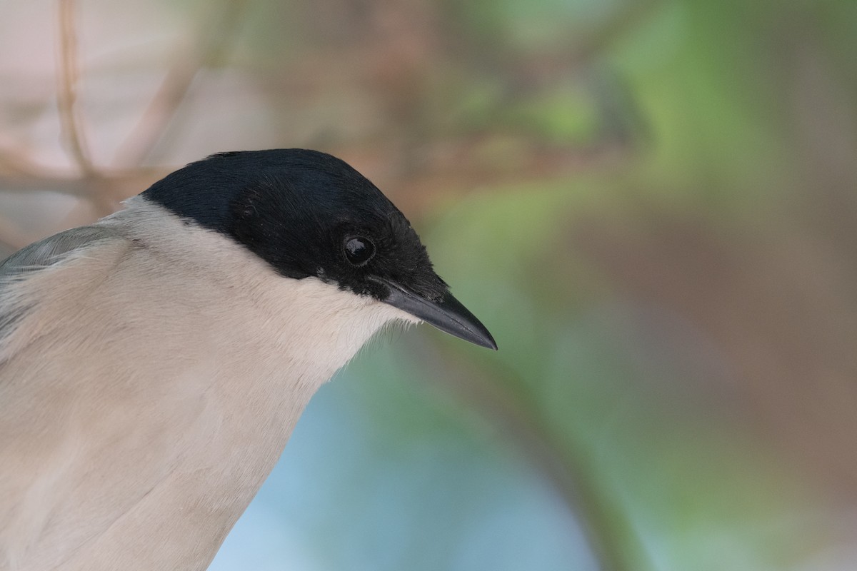 Azure-winged Magpie - ML646745807