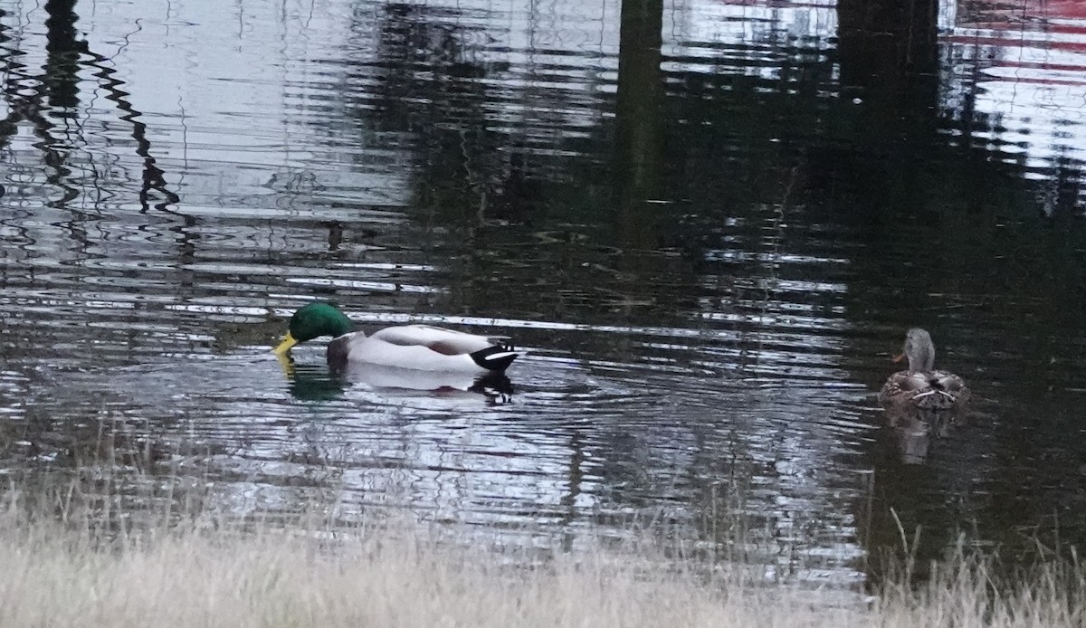 Mallard - ML646745808