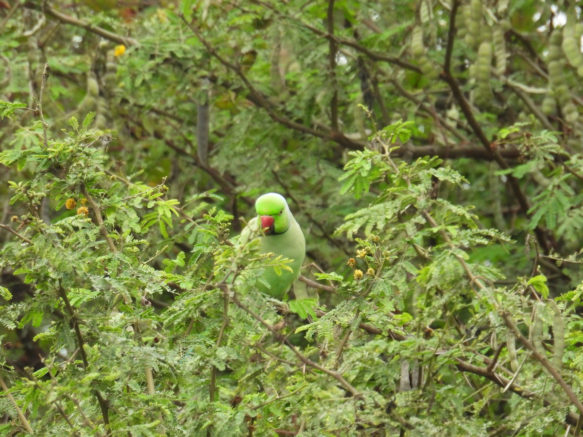 Rose-ringed Parakeet - ML646745815