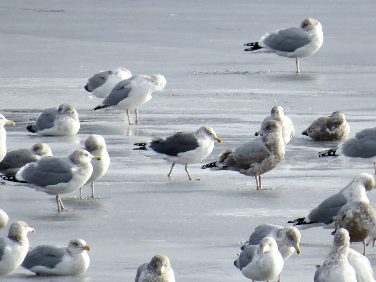 Kara Sırtlı Martı - ML646745825