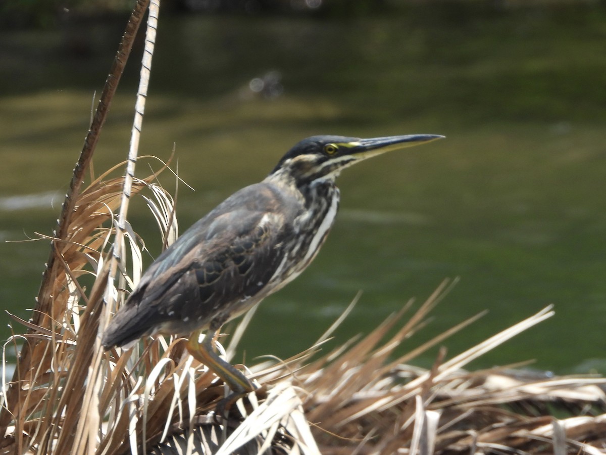 Little Heron - ML646745828