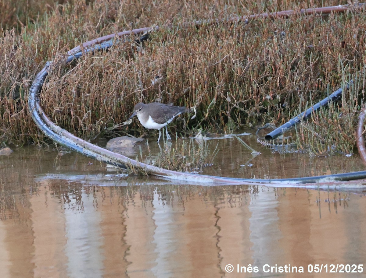 Common Sandpiper - ML646745829