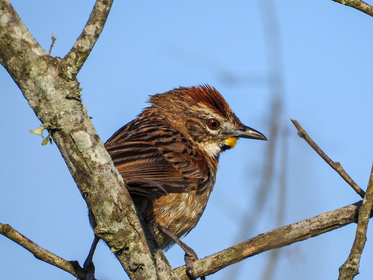 Chotoy Spinetail - ML646745842