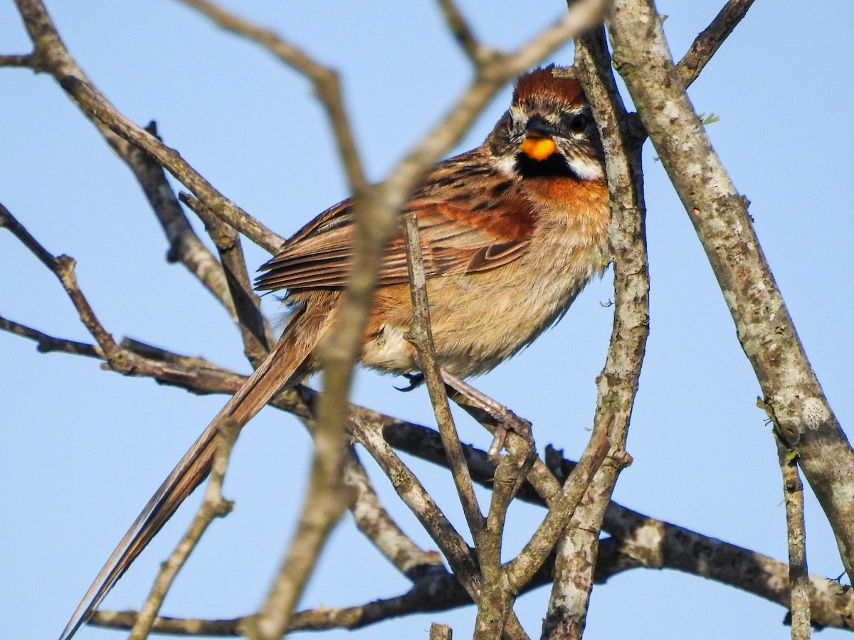 Chotoy Spinetail - ML646745843