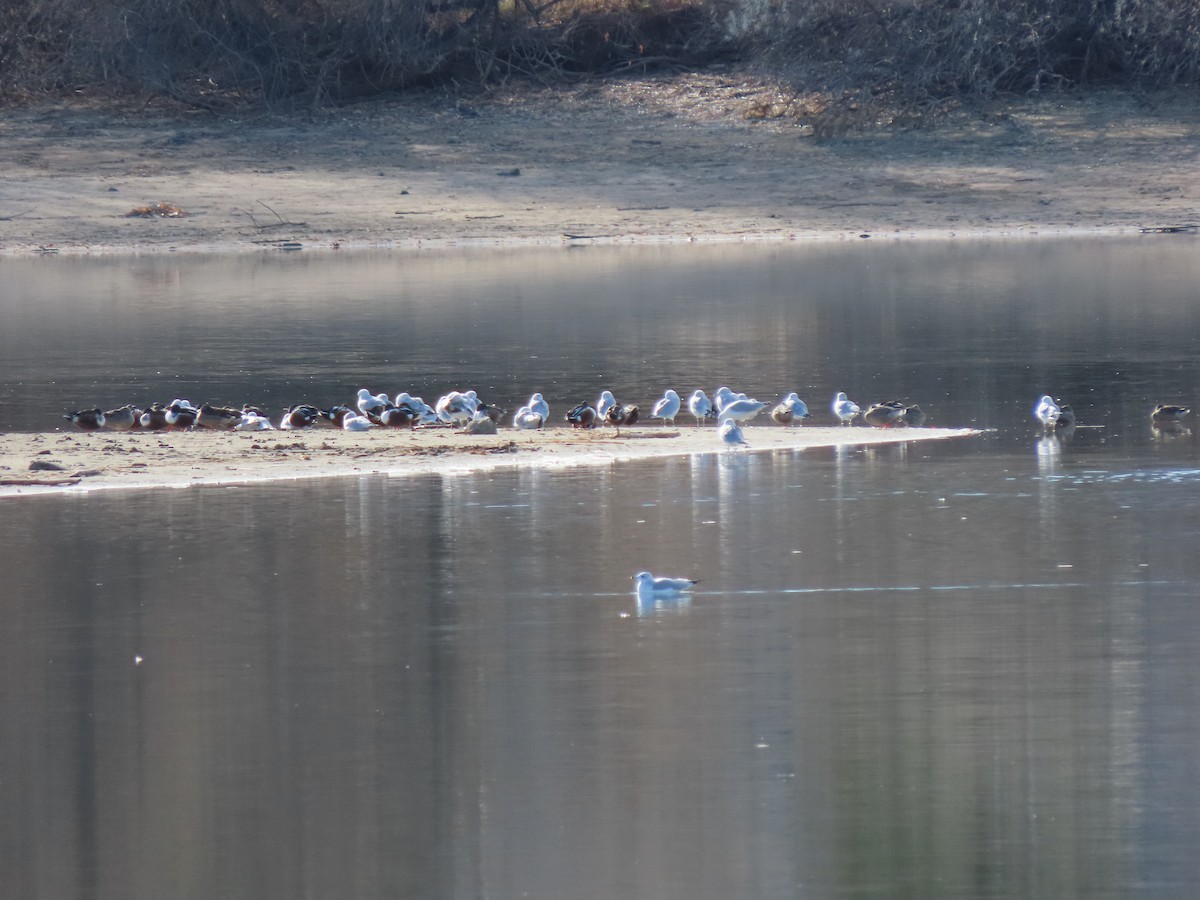 Халбага нугас - ML646745844