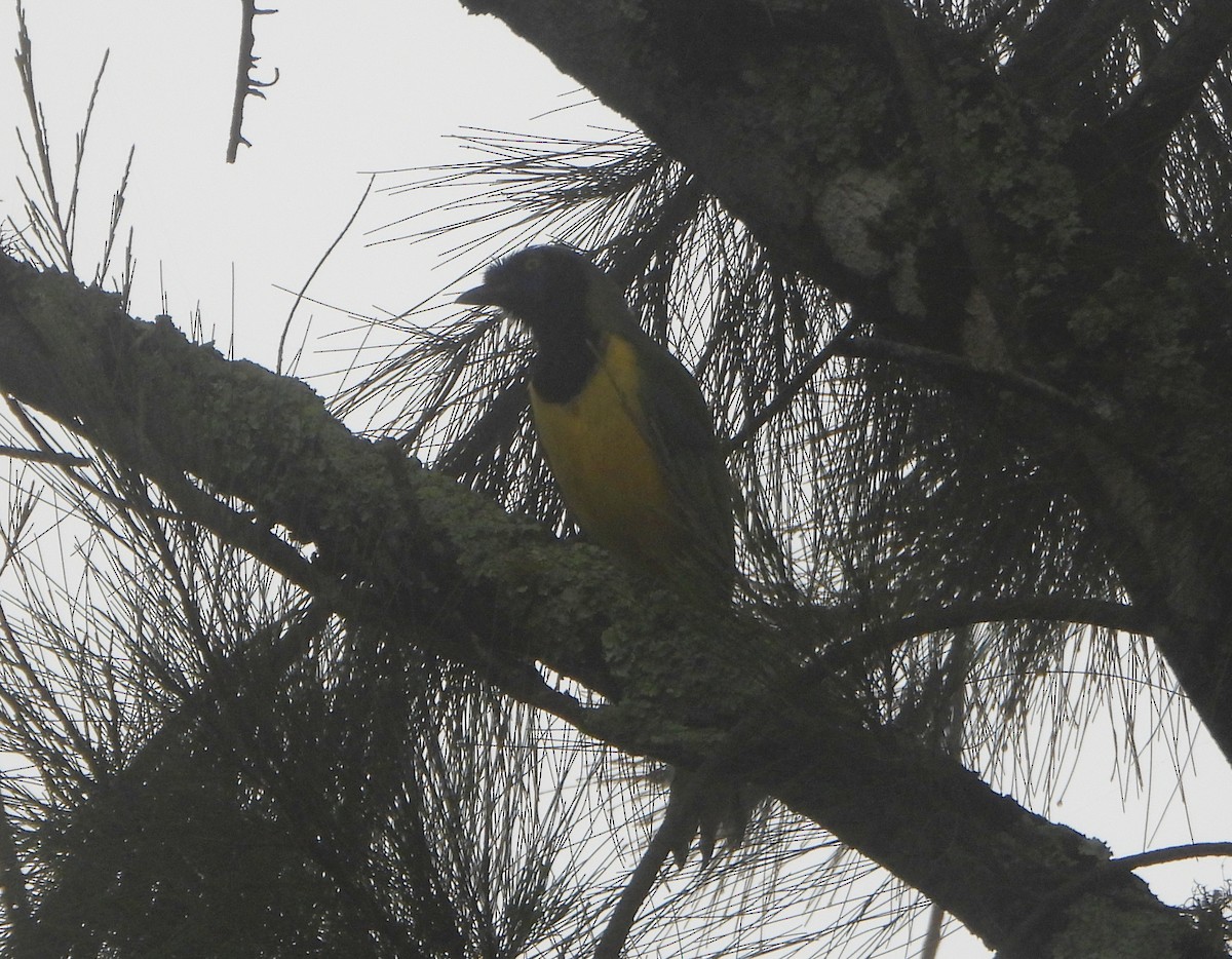 sojka zelenavá - ML646745846