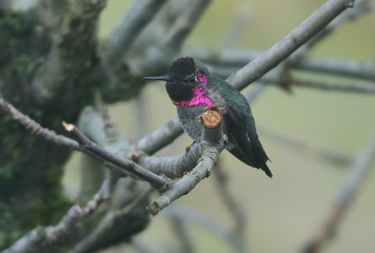Anna's Hummingbird - ML646745855