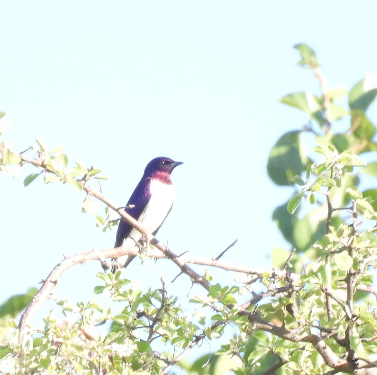 Violet-backed Starling - ML646745859