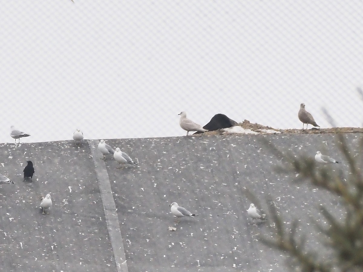 Iceland Gull - ML646745860