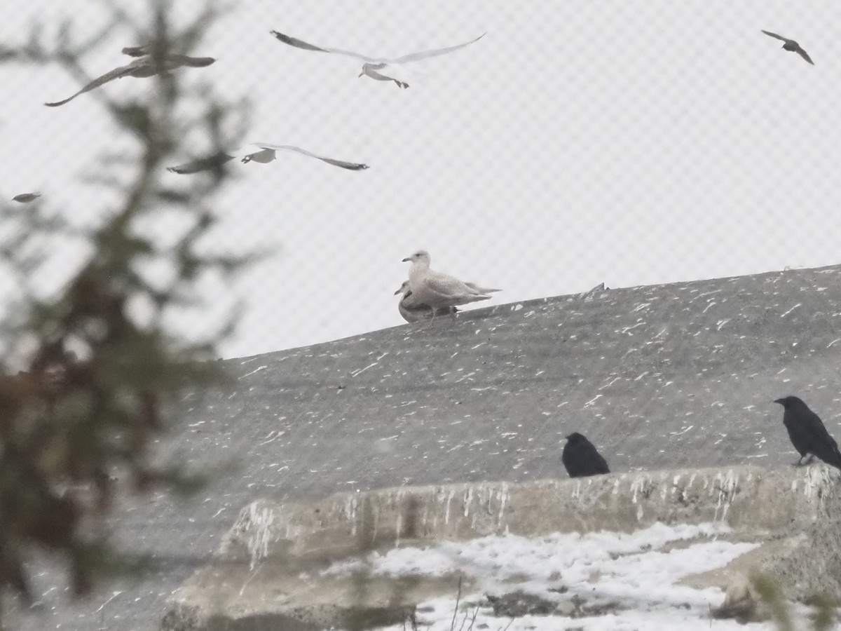 Iceland Gull - ML646745861