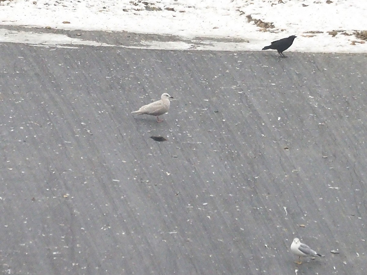 Iceland Gull - ML646745862