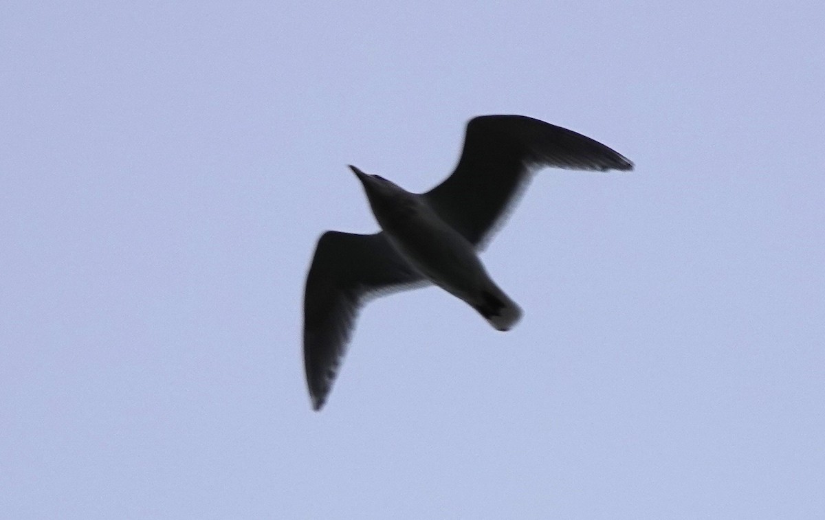 Glaucous-winged Gull - ML646745868