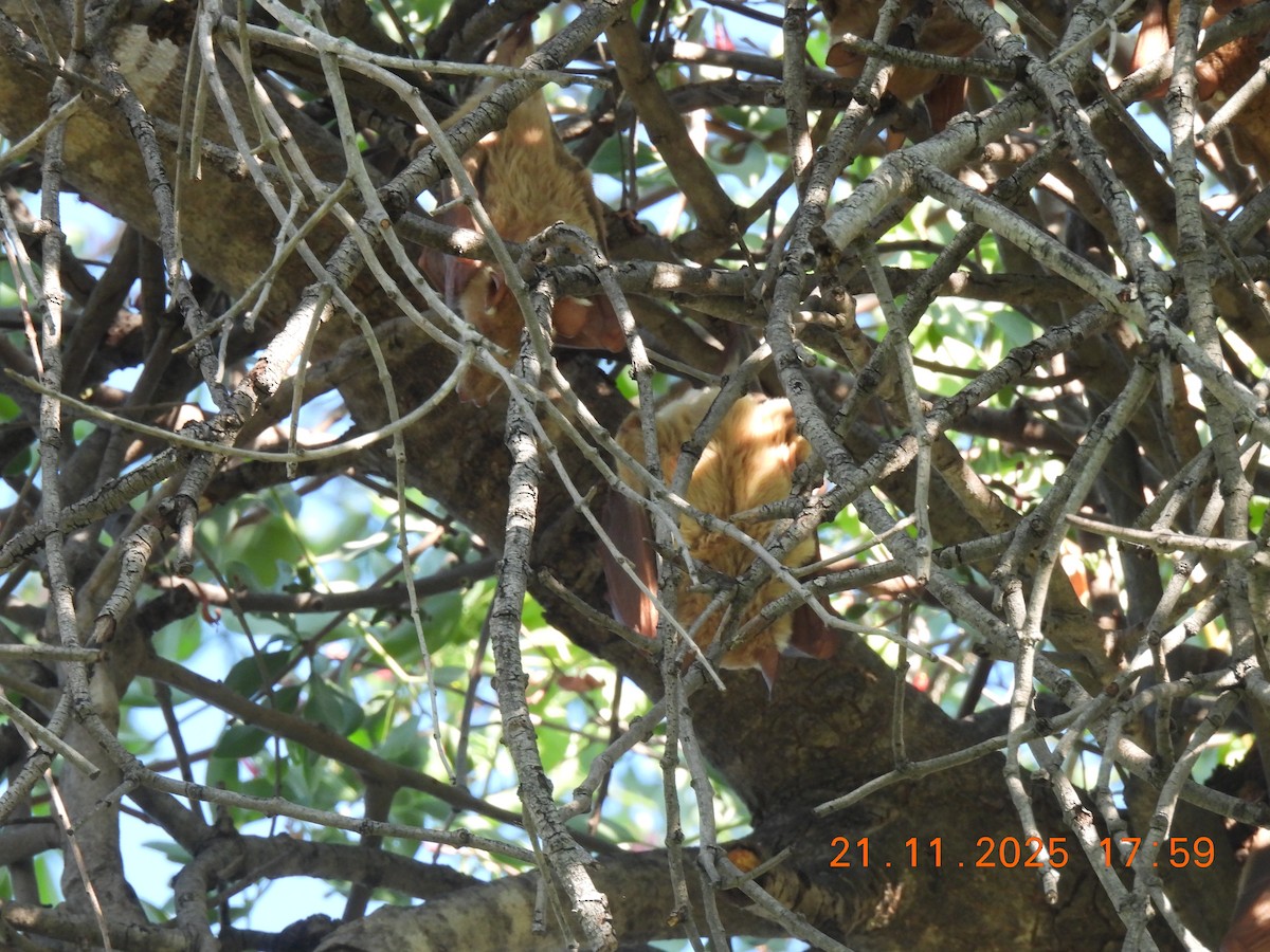 Animals - ML646745890