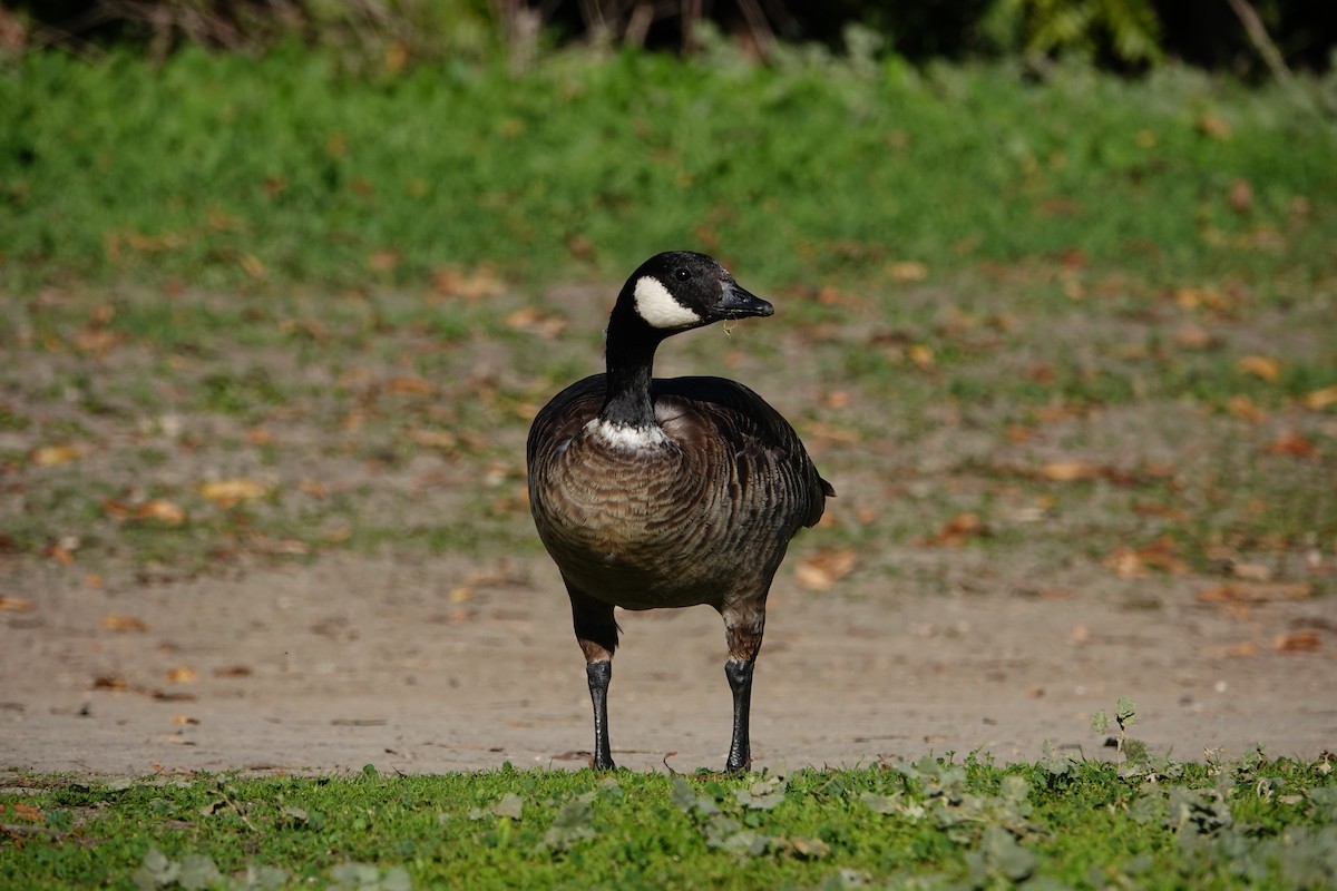 Cackling Goose - ML646745891