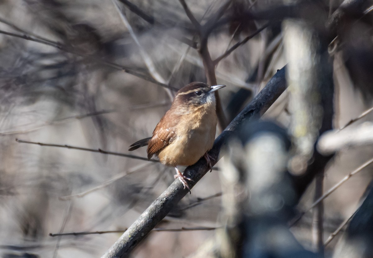 Carolina Wren - ML646745892