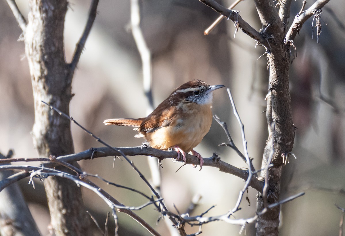 Carolina Wren - ML646745893